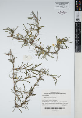 APII jpeg image of Hibbertia racemosa 'hiralul2'  © contact APII