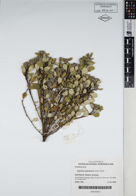 APII jpeg image of Spyridium globulosum 'Green Globe'  © contact APII
