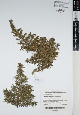 APII jpeg image of Bursaria spinosa 'Allyn Emerald-Carpet'  © contact APII