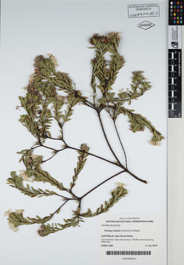 APII jpeg image of Pimelea linifolia 'Mullimburra Midget'  © contact APII