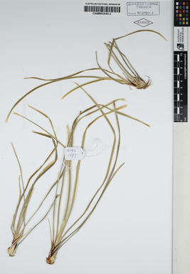 APII jpeg image of Lomandra longifolia 'MURU'  © contact APII