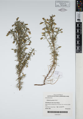 APII jpeg image of Hibbertia spicata 'WA01'  © contact APII