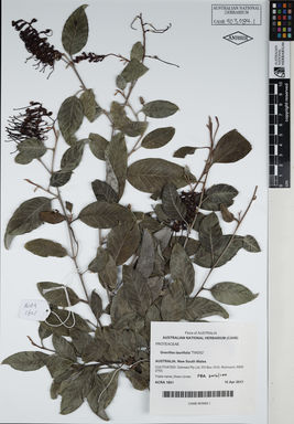 APII jpeg image of Grevillea laurifolia 'TWD02'  © contact APII