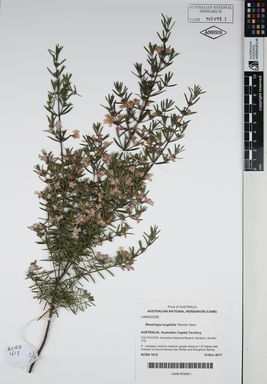 APII jpeg image of Westringia longifolia 'Wandin Gem'  © contact APII