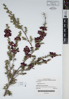 APII jpeg image of Leptospermum 'Riot'  © contact APII