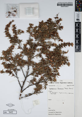 APII jpeg image of Leptospermum flavescens 'Pacific Beauty'  © contact APII