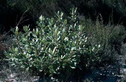 APII jpeg image of Banksia ornata  © contact APII