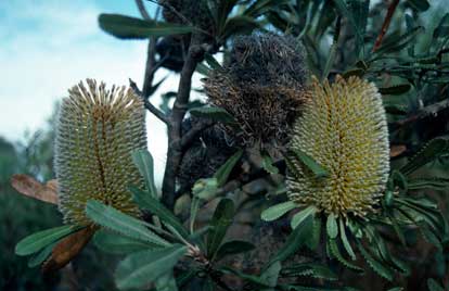 APII jpeg image of Banksia ornata  © contact APII