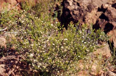 APII jpeg image of Philotheca angustifolius subsp. angustifolius  © contact APII