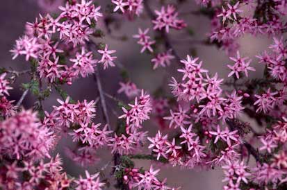 APII jpeg image of Calytrix tetragona  © contact APII