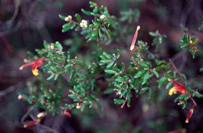 APII jpeg image of Grevillea alpina  © contact APII