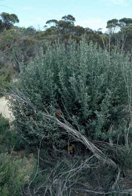 APII jpeg image of Banksia ornata  © contact APII