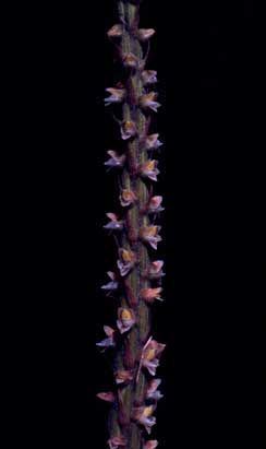 APII jpeg image of Hetaeria oblongifolia  © contact APII