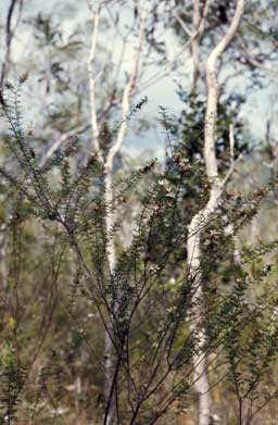 APII jpeg image of Boronia alulata  © contact APII