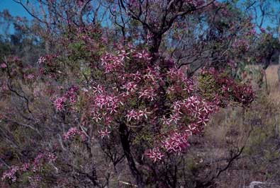 APII jpeg image of Calytrix exstipulata  © contact APII