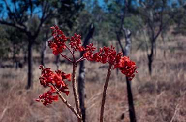 APII jpeg image of Erythrina vespertilio  © contact APII