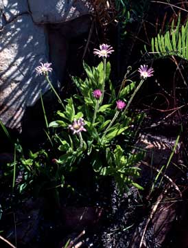 APII jpeg image of Olearia arguta  © contact APII