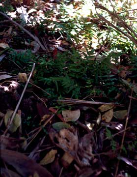 APII jpeg image of Lindsaea ensifolia subsp. ensifolia  © contact APII