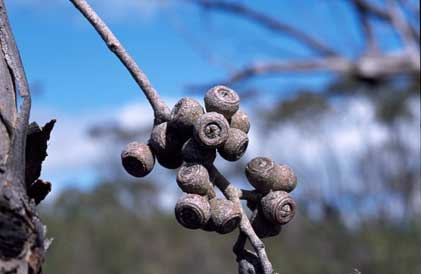 APII jpeg image of Eucalyptus arenacea  © contact APII