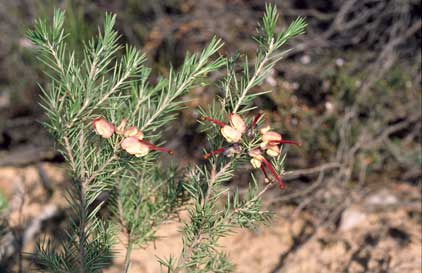 APII jpeg image of Grevillea rosmarinifolia subsp. glabella  © contact APII