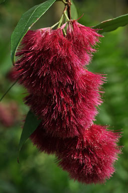 APII jpeg image of Syzygium wilsonii subsp. wilsonii  © contact APII