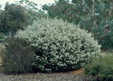 APII jpeg image of Thryptomene calycina  © contact APII