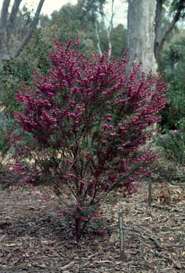 APII jpeg image of Boronia heterophylla  © contact APII