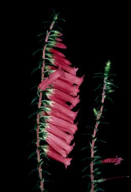 APII jpeg image of Epacris impressa  © contact APII