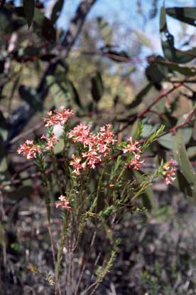 APII jpeg image of Pimelea stricta  © contact APII