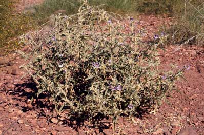 APII jpeg image of Solanum chippendalei  © contact APII