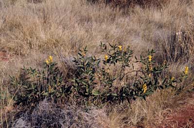 APII jpeg image of Crotalaria novae-hollandiae subsp. novae-hollandiae  © contact APII