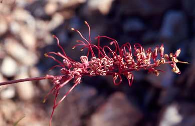 APII jpeg image of Grevillea dryandri subsp. dryandri  © contact APII