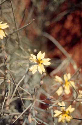 APII jpeg image of Goodenia armitiana  © contact APII