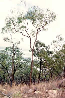 APII jpeg image of Corymbia leichhardtii  © contact APII