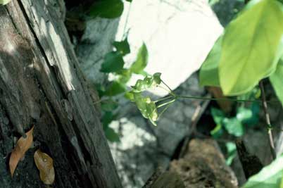 APII jpeg image of Mucuna gigantea subsp. gigantea  © contact APII