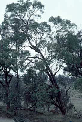 APII jpeg image of Eucalyptus banksii  © contact APII