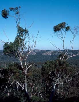 APII jpeg image of Eucalyptus scoparia  © contact APII