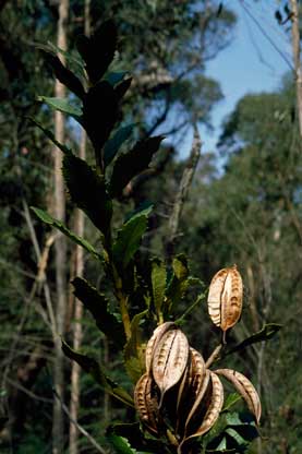 APII jpeg image of Telopea aspera  © contact APII