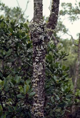 APII jpeg image of Dischidia nummularia  © contact APII