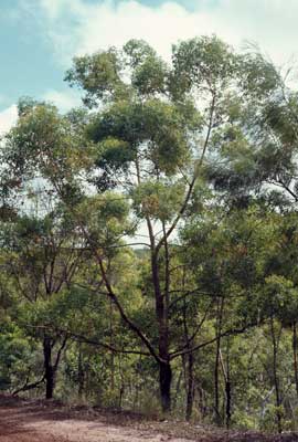 APII jpeg image of Eucalyptus phoenicea  © contact APII