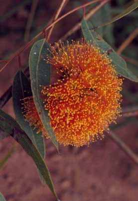 APII jpeg image of Eucalyptus phoenicea  © contact APII