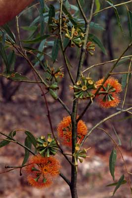 APII jpeg image of Eucalyptus phoenicea  © contact APII