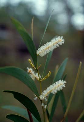 APII jpeg image of Acacia calyculata  © contact APII