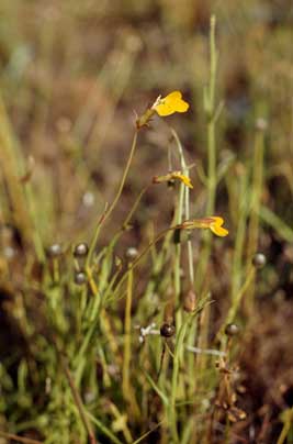 APII jpeg image of Lindernia subulata  © contact APII