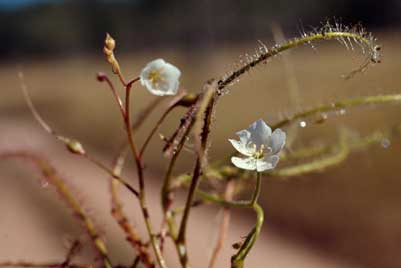 APII jpeg image of Drosera indica  © contact APII