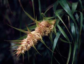 APII jpeg image of Dracophyllum sayeri  © contact APII