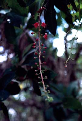 APII jpeg image of Barringtonia acutangula subsp. acutangula  © contact APII