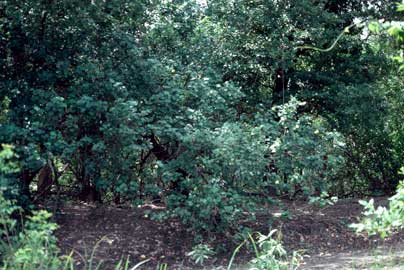 APII jpeg image of Hibiscus tiliaceus subsp. tiliaceus  © contact APII