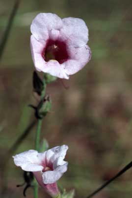 APII jpeg image of Centranthera cochinchinensis  © contact APII