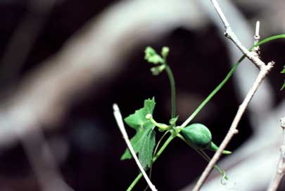 APII jpeg image of Trichosanthes cucumerina var. cucumerina  © contact APII